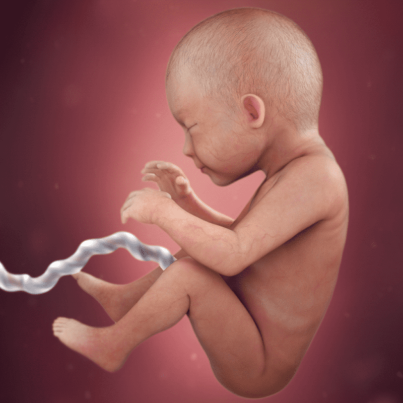 Pregnancy Trimester 2 Week 26, Child growth
