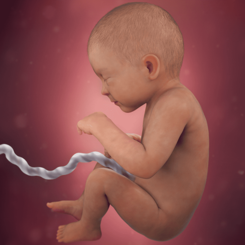 Pregnancy Trimester 3 Week 33, week 33