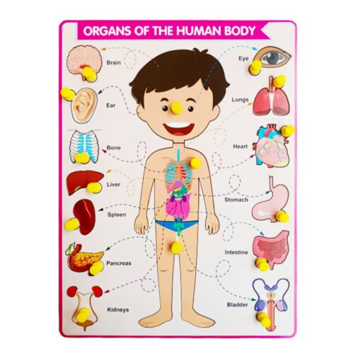 Parts of body with Internal Organ Peg Board Puzzle