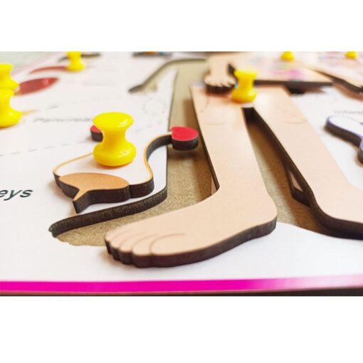 Parts of body with Internal Organ Peg Board Puzzle - Image 3