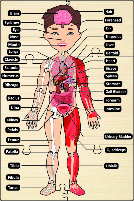 Wooden Big Floor Size Multi Combined Parts Of Body Puzzle for Kids - Image 3